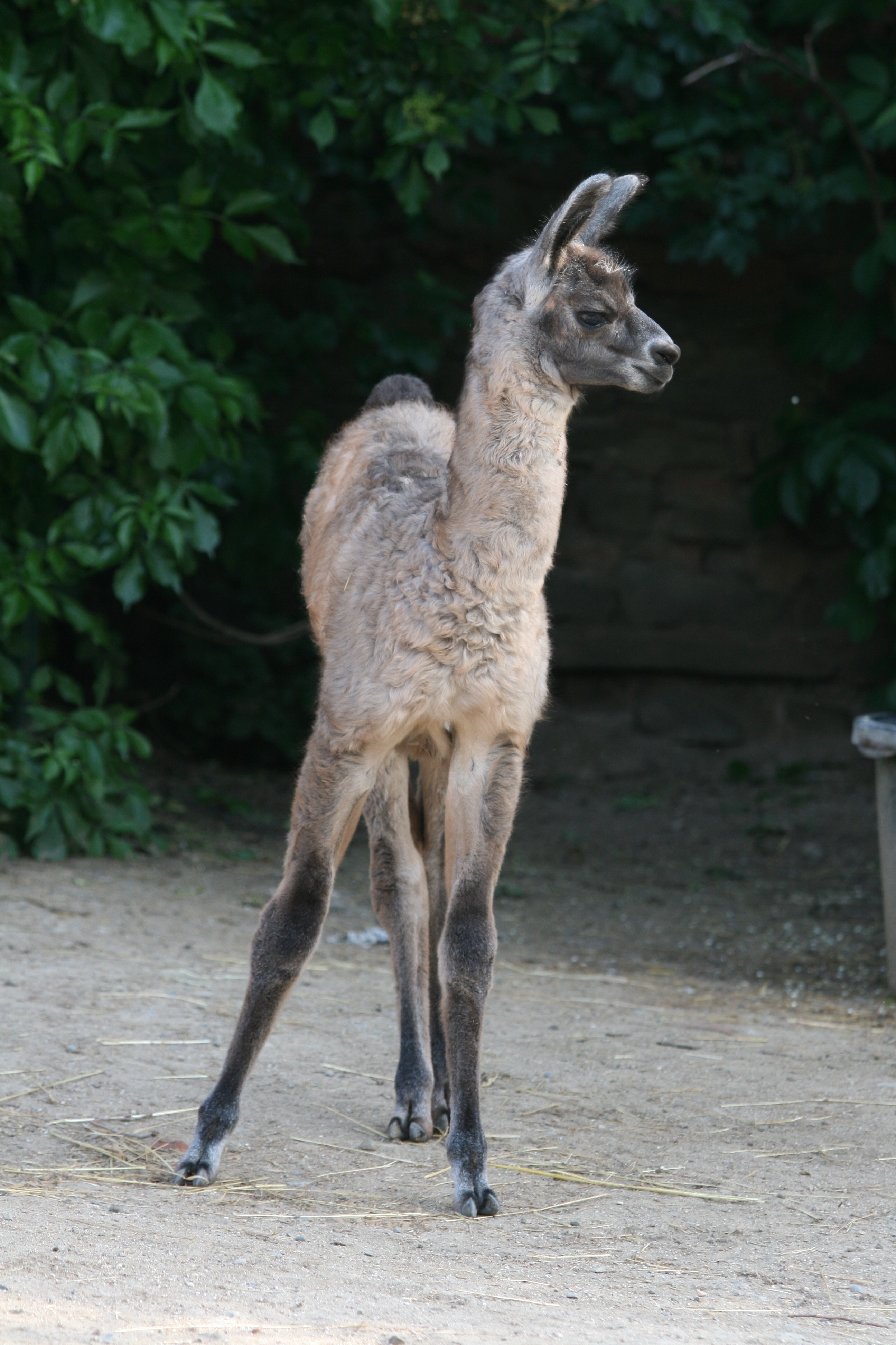 lama_02_15