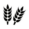 Obilí