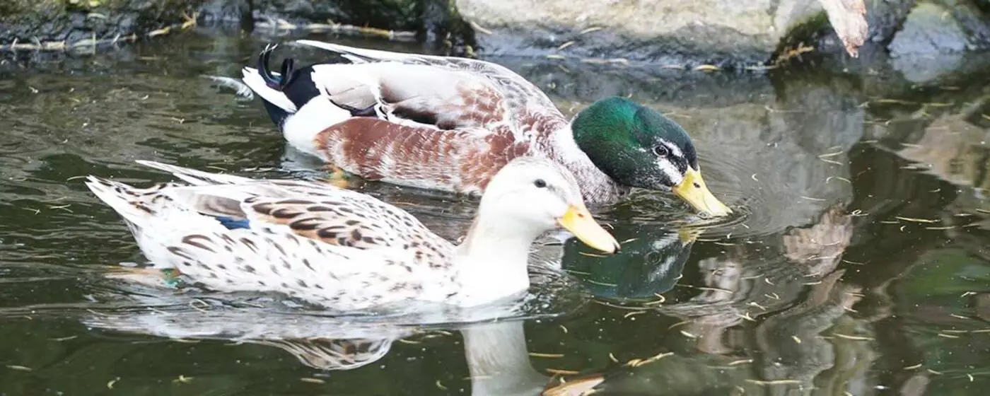 Ilustrační obrázek na horním panelu stránky