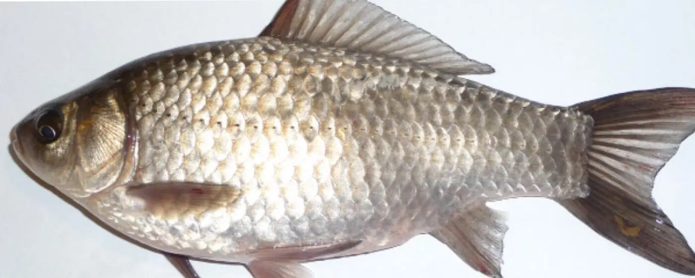 Ilustrační obrázek na horním panelu stránky