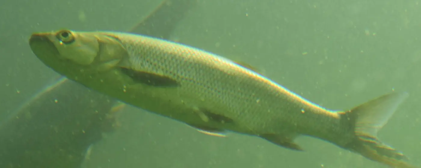 Ilustrační obrázek na horním panelu stránky