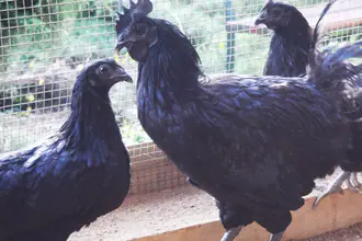 kur domácí ayam  cemani