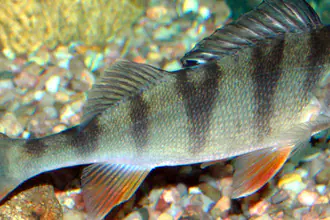 okoun říční