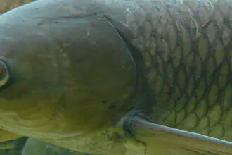 amur bílý