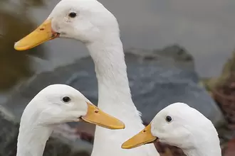 kachna domácí indický běžec