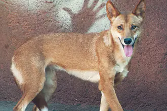 pes dingo