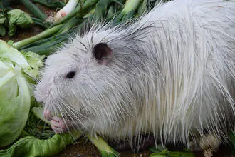 nutrie přeštická