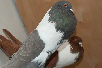 holub domácí hanácký voláč