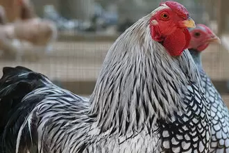 Kur domácí wyandotka zdrobnělá stříbrná černě lemovaná