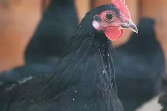Kur domácí australka černá zdrobnělá
