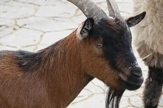 Koza domácí holandská zakrslá