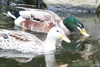Kachna malý appleyard stříbrně divoký