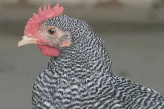 Kur domácí amrokska