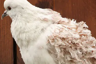 holub domácí anglický kudrnáč