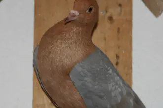 holub domácí hýl