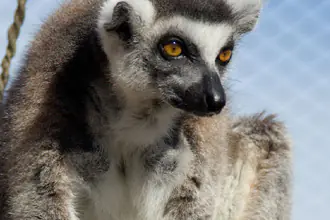 lemur kata