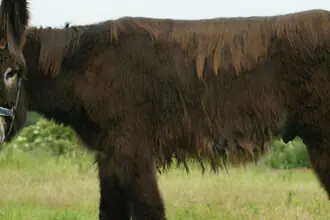 osel domácí poitouský