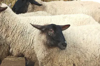 ovce domácí suffolk