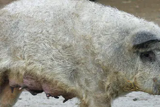 prase domácí mangalica