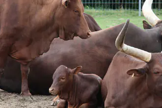 watusi