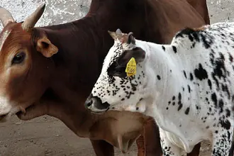 zebu zakrslý