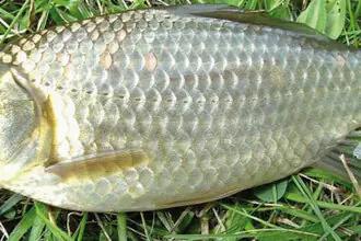 karas stříbřitý