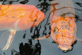 kapr obecný - koi