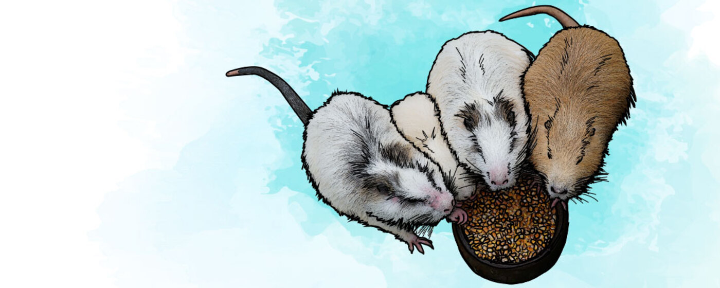 Ilustrační obrázek na horním panelu stránky