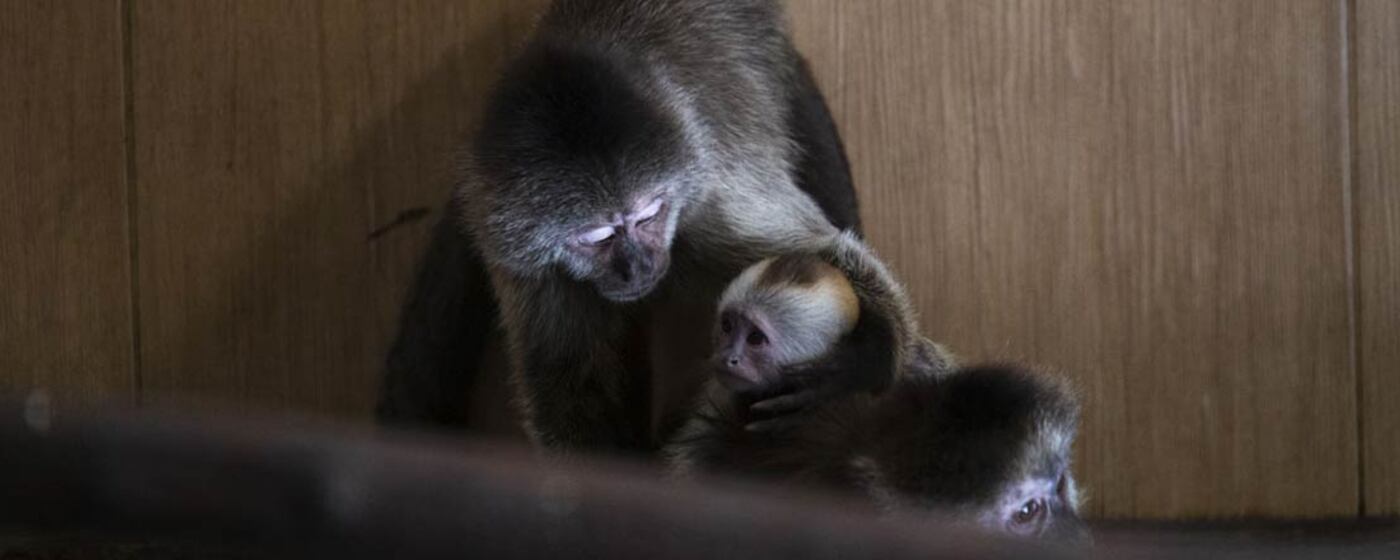 Ilustrační obrázek na horním panelu stránky