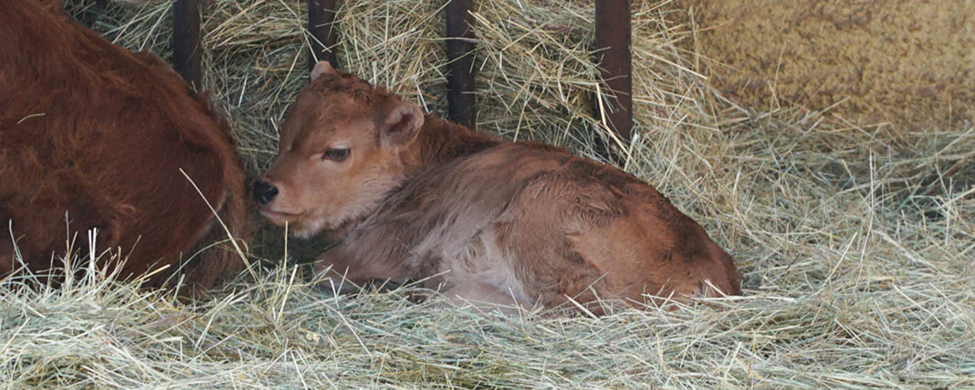 Ilustrační obrázek na horním panelu stránky