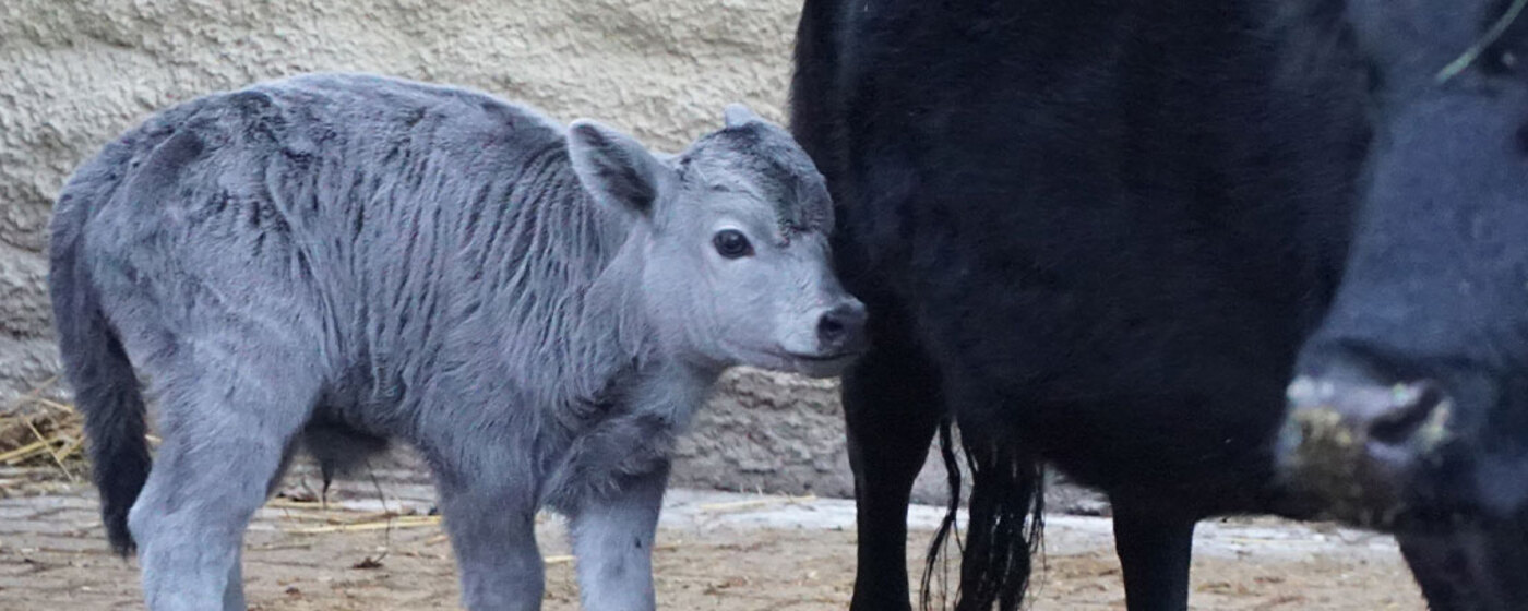 Ilustrační obrázek na horním panelu stránky