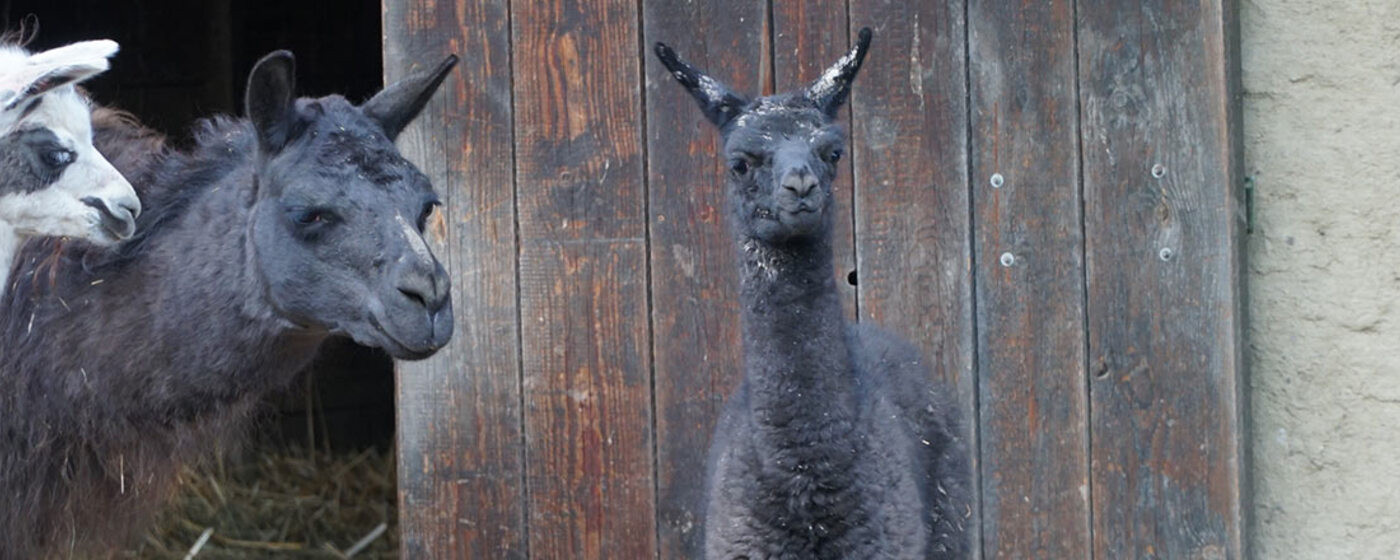 Ilustrační obrázek na horním panelu stránky