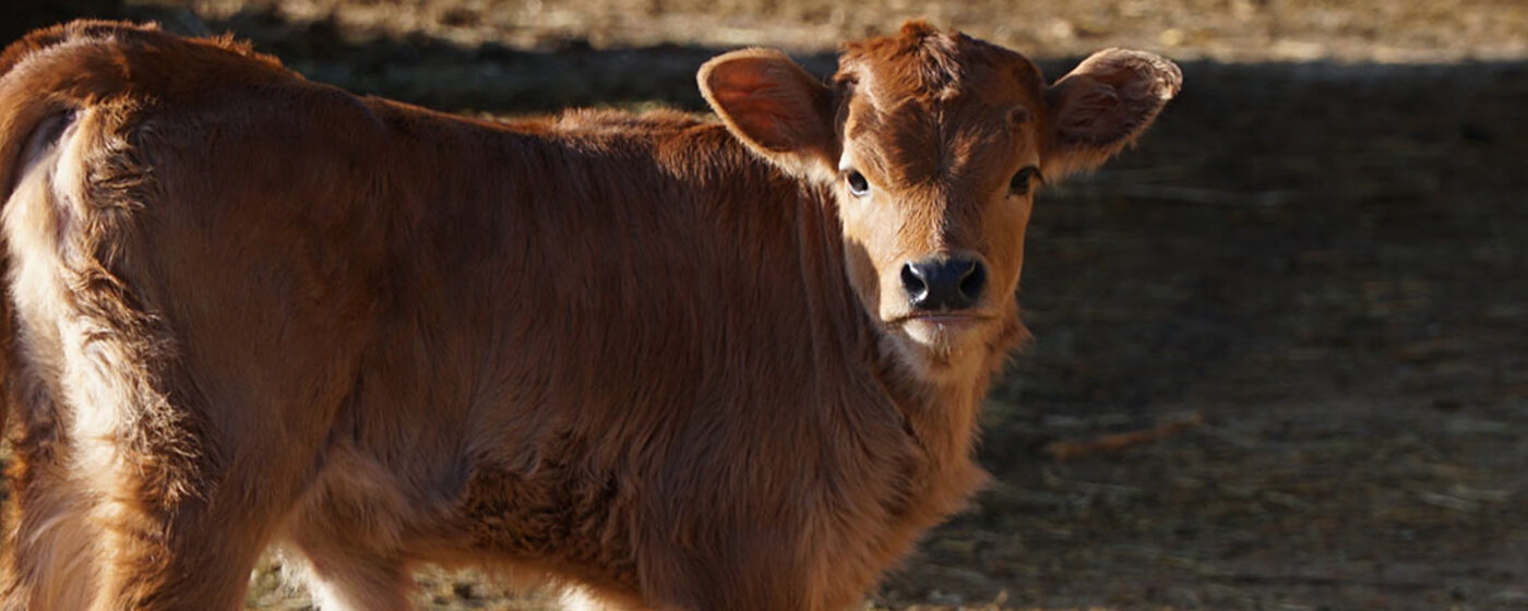 Ilustrační obrázek na horním panelu stránky