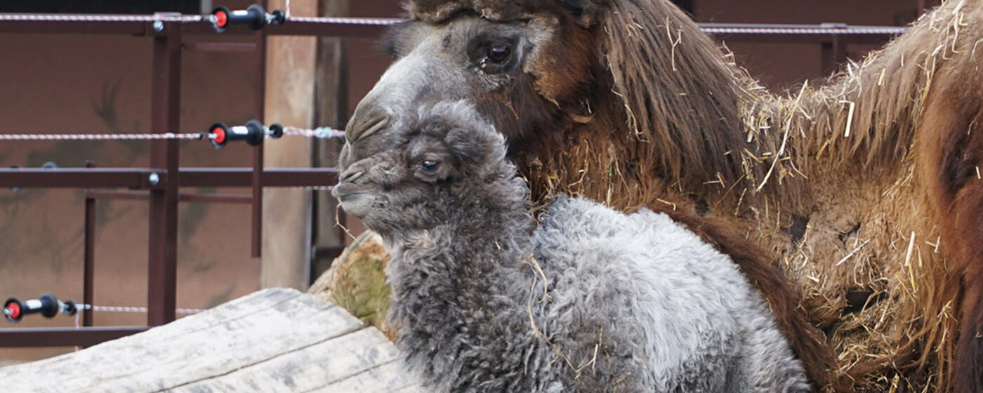 Ilustrační obrázek na horním panelu stránky