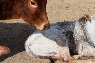 zebu zakrslý