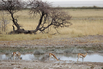 Namibie a Botswana - Petr Bláha