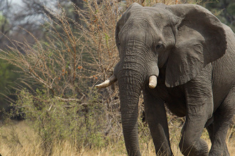 Botswana - Petr Bláha