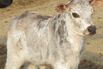 zebu zakrslý