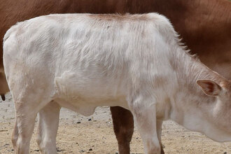 zebu zakrslý