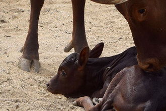 watusi