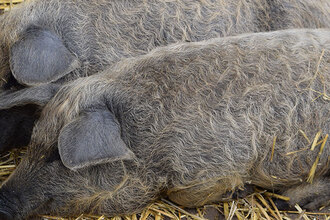prase domácí mangalica