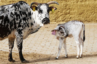 zebu zakrslý