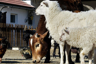 Vyjádření k otevření ZOO Vyškov