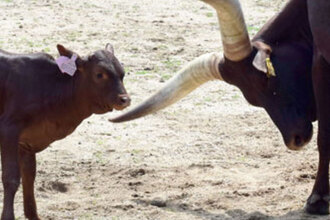skot watusi