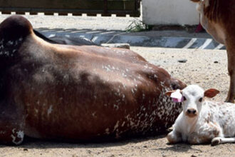 zebu zakrslý