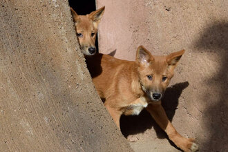 Vypouštění štěňat psů dingo