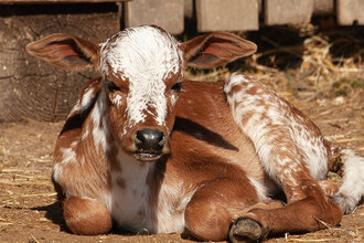 zebu zakrslý