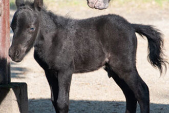 pony shetlandský