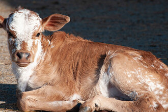 zebu zakrslý