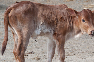zebu zakrslý